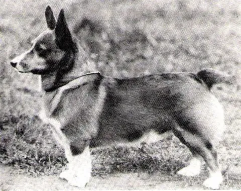 Bowhit: The Kennel at the Foundations of the Modern Pembroke Welsh Corgi