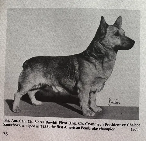 Bowhit: The Kennel at the Foundations of the Modern Pembroke Welsh Corgi