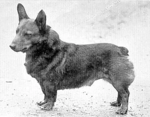 Bowhit: The Kennel at the Foundations of the Modern Pembroke Welsh Corgi