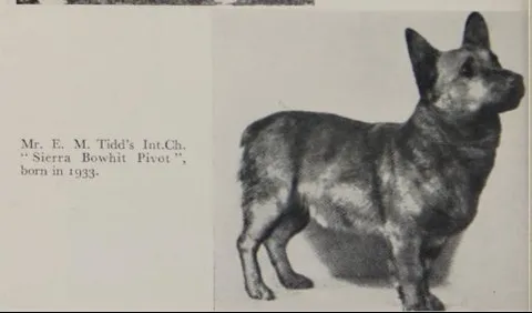 Bowhit: The Kennel at the Foundations of the Modern Pembroke Welsh Corgi