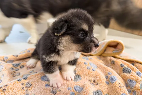 Соль, Holy Paws Black Hole Sun