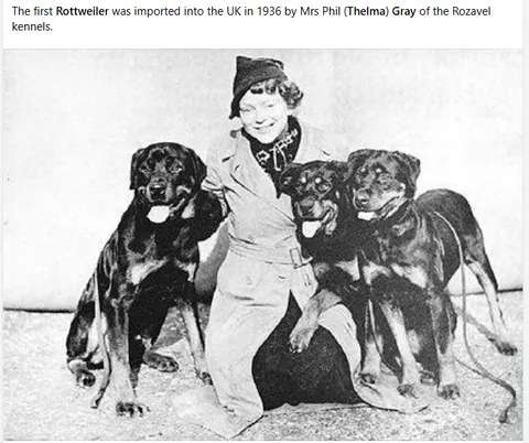 Тельма Грей и Rozavel: женщина, которая помогла создать современного корги