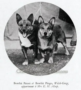 Bowhit: The Kennel at the Foundations of the Modern Pembroke Welsh Corgi