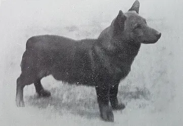 Bowhit: The Kennel at the Foundations of the Modern Pembroke Welsh Corgi