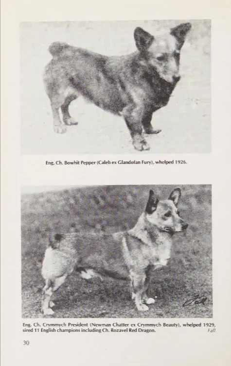 Bowhit: The Kennel at the Foundations of the Modern Pembroke Welsh Corgi