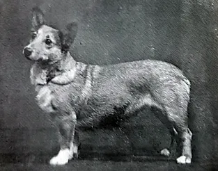 Bowhit: The Kennel at the Foundations of the Modern Pembroke Welsh Corgi