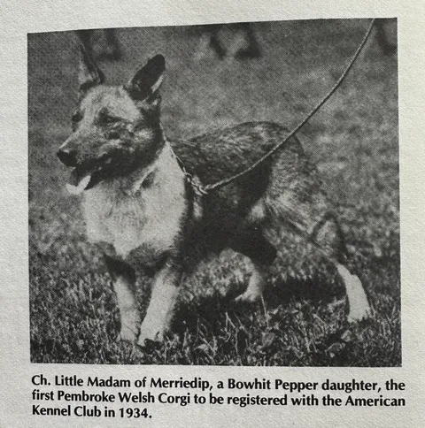 Bowhit: The Kennel at the Foundations of the Modern Pembroke Welsh Corgi