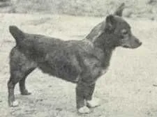 Bowhit: The Kennel at the Foundations of the Modern Pembroke Welsh Corgi