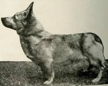 Bowhit: The Kennel at the Foundations of the Modern Pembroke Welsh Corgi