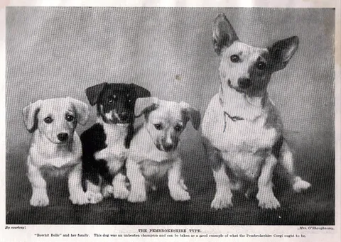 Bowhit: The Kennel at the Foundations of the Modern Pembroke Welsh Corgi