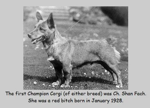 Bowhit: The Kennel at the Foundations of the Modern Pembroke Welsh Corgi