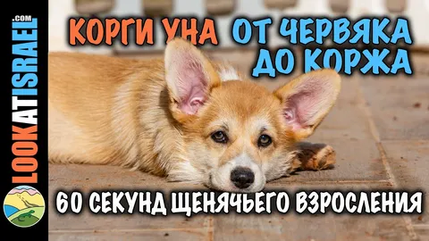 Помёт A