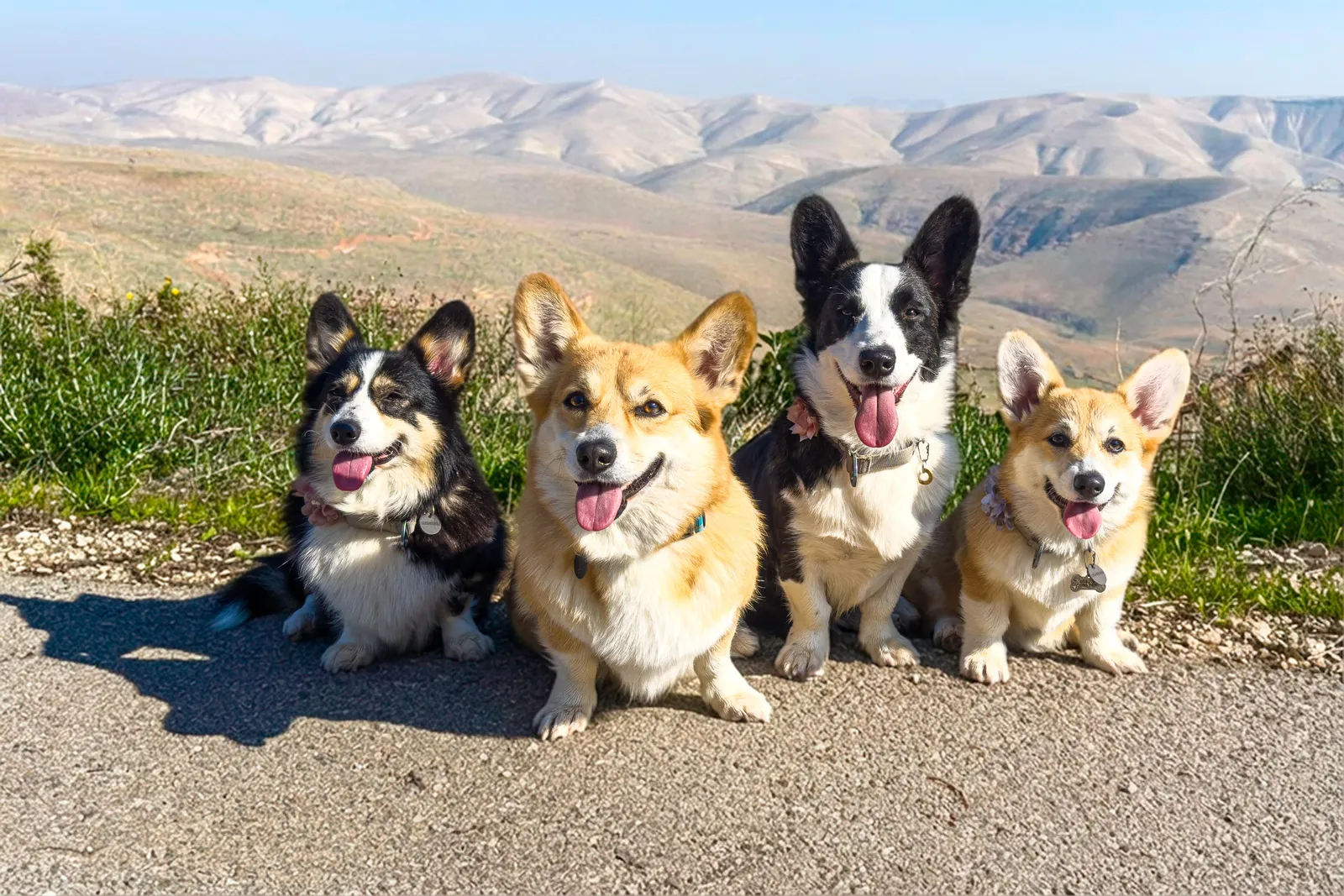 Holy Paws